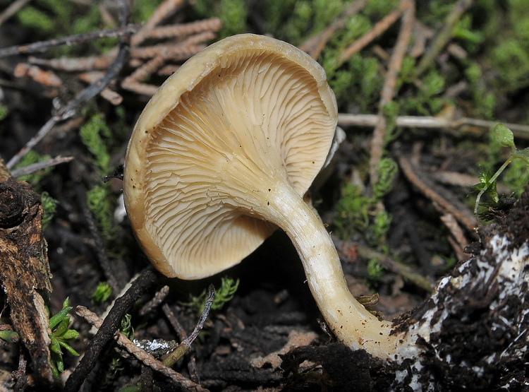 Clitocybe o Rhodocybe?